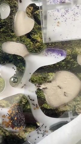 A close-up, overhead shot focuses on an ant farm where several black ants are actively moving. The ant farm has multiple interconnected chambers filled with a light-colored substrate. In the lower left of the frame, a pile of small, orange eggs and dark seeds is visible. In the upper right, a clear plastic container attached to the farm holds a small quantity of purple material and a few scattered eggs. Ants are seen interacting with the eggs, substrate, and moving between chambers. The background of the ant farm features a printed design resembling moss and green foliage. The lighting appears to be artificial, illuminating the scene clearly.