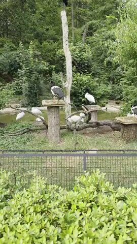 A group of birds are in an enclosure with a pond and trees. One bird with black and white plumage stands on a wooden platform attached to a tree trunk. Several white birds are perched on branches, and one white bird stands on another wooden platform near the pond. The enclosure is surrounded by a fence and green foliage.