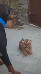 Animals captured on video in outdoor Jeddah settings
