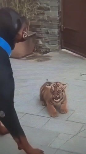 Animals captured on video in outdoor Jeddah settings