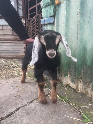 A black and brown goat kid stands on a concrete path with scattered hay and straw. A person's hand, wearing a black long-sleeved shirt, gently strokes the goat's ear and neck. The kid has long, floppy, greyish-white ears, a dark face with lighter markings around its muzzle and eyes, and brown legs. It looks directly at the camera, then turns its head slightly. Behind the goat is a worn, greenish corrugated metal wall. To the left, a metal fence and a wooden structure are visible. The scene suggests an outdoor, possibly rural or farm, setting in Aprilovo, Bulgaria. The lighting indicates it is daytime, and the interaction between the person and the goat appears calm and gentle.