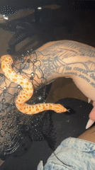 Patterned snake coiled around a tattooed arm in Sofia