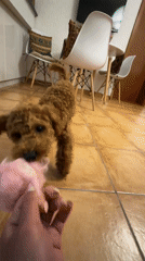 Dog plays with pink toy in Sutomore, Montenegro
