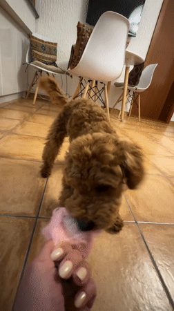 Dog plays with pink toy in Sutomore, Montenegro