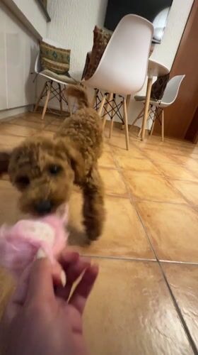 Dog plays with pink toy in Sutomore, Montenegro