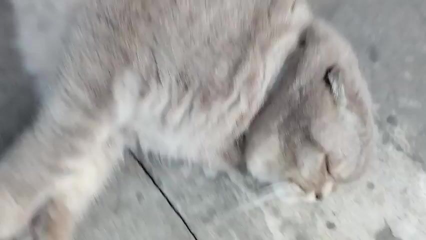 This close-up video features a light grey cat with tabby markings. The cat appears to be lying down, and its fur is soft and fluffy. A human hand enters the frame at 00:01, gently petting the cat's head and neck. The cat's eyes are partly closed, suggesting a relaxed and content demeanor. The background is a plain, light-colored surface, possibly concrete or a similar ground material. The lighting is neutral, indicating it could be daytime. There are no visible signs of weather conditions. The scene is intimate and shows a moment of peaceful interaction between a human and an animal. The overall emotion conveyed is calmness and affection. There is no visible text in the video.