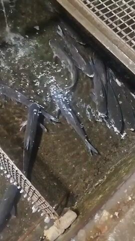 The video shows a tank of water containing several dark-colored fish. Water is flowing into the tank, creating ripples on the surface. The tank appears to be made of concrete with a metal grate surrounding the top. The fish are swimming around in the tank.