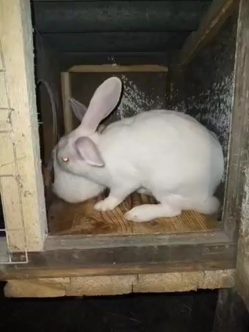The video shows two white rabbits inside a wooden hutch with a wire mesh front. The rabbits are moving around and interacting with each other. The hutch appears to be made of rough-hewn wood and has a wooden floor. The lighting in the hutch is dim.