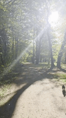 Morning sunlight illuminates forest path in Munich