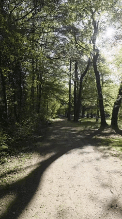 Morning sunlight illuminates forest path in Munich