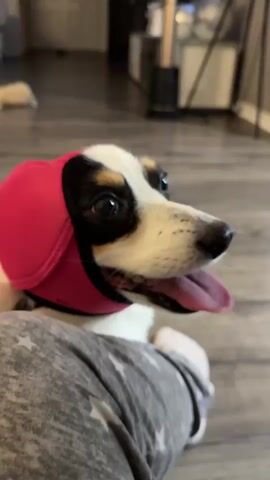 A small dog with black, white, and tan markings is wearing a red ear cover. The dog is looking to the right with its mouth open and tongue out, panting slightly. A person's arm, wearing a gray pajama-like garment with white stars, is visible in the foreground, with a hand gently petting the dog's head. The background shows a wooden floor and a blurred interior environment, possibly a living room. The dog appears to be calm and relaxed.