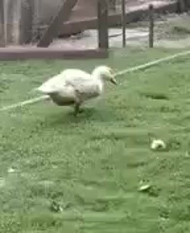 A light-colored duck walks across a patch of green grass. To the right of the duck, there is a small, round object that appears to be an apple. In the background, a wooden fence or structure is visible.