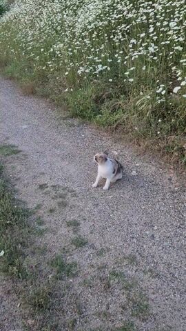A calico cat lies on its back and side on a gravel path, stretching. The cat is white with brown and grey patches. To the left of the path, there is green grass and white flowers. The cat then sits up, stretches its front paws, rubs its head on the gravel, and looks around before slightly moving its head to the right.