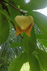 Garden flora documented in tropical Mee, Indonesia setting