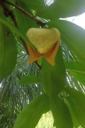 Garden flora documented in tropical Mee, Indonesia setting