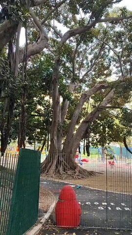 The video shows a large tree with many branches and leaves. The tree is located in a park, and there is a fence around it. In the background, there are playground objects. In the foreground, a red trashcan-like object is seen. The video is taken from a stationary position. The lighting is natural daylight.