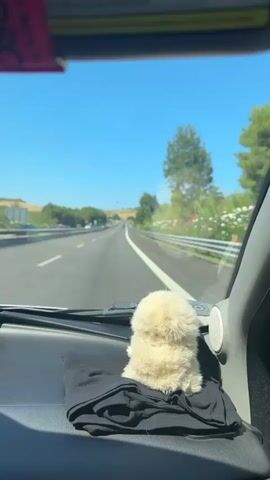 The video shows a view from inside a vehicle driving on a highway on a sunny day. The focus is on the dashboard where a small, fluffy, beige stuffed animal sits on top of a black folded cloth. The highway stretches out ahead, with trees and foliage lining the sides. The sky is a clear blue.