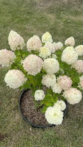 A cluster of white hydrangeas in a black planter sits on green grass. The camera zooms in on the flowers, revealing their intricate details and delicate hues of pink and yellow.