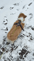 Early morning dog walk documented in snowy Krasnoyarsk