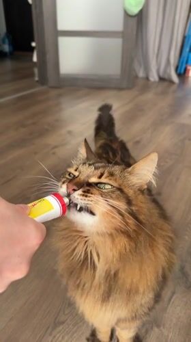 Kyiv cat tries various snacks on a lazy afternoon