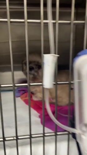 Dog recovers at veterinary clinic in San Miguel, Peru
