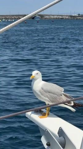 A seagull stands on a white ledge of a boat on a body of water. The seagull is white with gray wings, yellow legs, and a yellow beak. The body of water is blue and has small waves. Behind the water is a distant landmass with what appears to be a bridge. Above the seagull are two ropes running across the screen diagonally. The sky is blue.