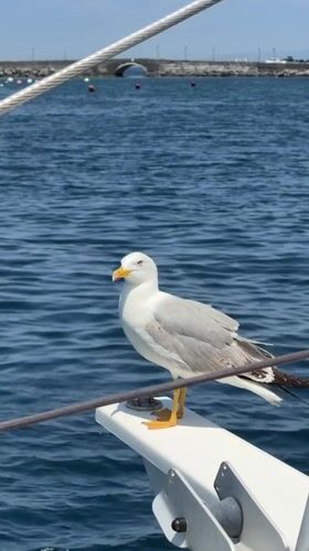 Seagull spotted on boat near Ischia's rocky coastline