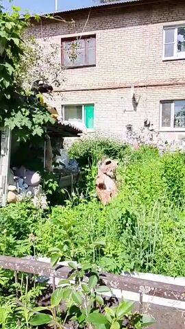 A stuffed animal appears to be placed in a patch of overgrown vegetation in front of a brick building. The stuffed animal is a brown bear-like creature with a white chest and black eyes. It is propped up by a wooden post and tied with string. The vegetation is tall and green, with some wildflowers visible. The building in the background is made of light-colored bricks and has several windows. The sky is blue and clear. The video is shot from a slightly elevated angle, looking down at the scene.