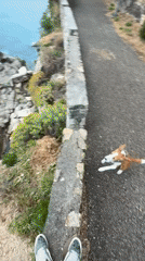 Dog and walker traverse coastal cliff path in Montenegro