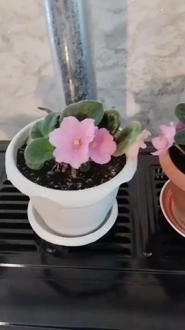 The video shows a close-up view of African violet plants in pots on a black grate. The plants have green leaves and pink flowers. The background is a marble-patterned wall. The scene appears to be indoors, possibly on a windowsill or shelf. There is no visible text in the video. The lighting suggests it could be daytime. The overall impression is a still-life arrangement of potted plants.