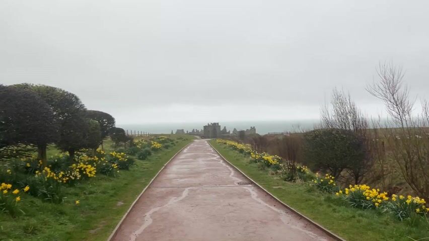 The camera looks down a wet path towards a castle ruin. The path is edged with green grass and yellow daffodils. The castle is on a hill near the water. The sky is overcast. There appear to be people near the castle.