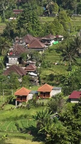 The video captures a panoramic view of a lush, green village nestled amidst rolling hills. Several buildings with terracotta roofs are scattered throughout the landscape, some appearing to be traditional Balinese homes with their distinct architectural style. In the foreground, two small, identical houses with similar terracotta roofs stand side-by-side, surrounded by vibrant green vegetation. These structures have a porch area with wooden railings and appear to be elevated from the ground. Further into the background, more buildings are visible, some clustered together, suggesting a village center. Rice paddies, characterized by their terraced structure and green crops, are interspersed with the buildings and dense foliage, indicating an agricultural community. Tall palm trees with their characteristic fronds dot the landscape, adding to the tropical ambiance. The overall scene is one of natural beauty and rural tranquility, with a sense of community evident in the arrangement of the homes and the presence of agricultural land. The lighting suggests it is daytime, with sunlight casting shadows and highlighting the vibrant colors of the environment.