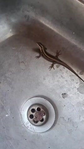 The video shows a small brown lizard in a stainless steel sink. The lizard is positioned near the drain. The camera angle shifts slightly during the video. At one point, the camera gets very close to the drain. The video captures the lizard's movement slightly.