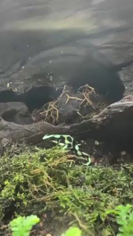 The video shows a green and black poison dart frog in a terrarium-like enclosure. The frog is situated on a bed of green moss. Behind it is a dark, textured log with a small hollow containing some dried plant material. The lighting is somewhat dim, creating a naturalistic ambiance. The frog is motionless.