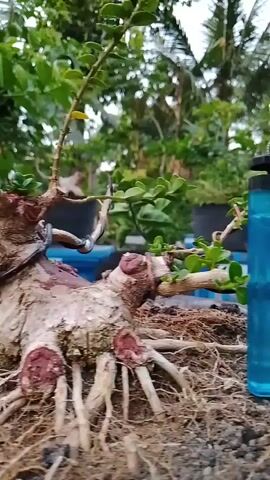 A close-up video focuses on a bonsai tree planted in a black pot. The tree has a thick, gnarled trunk with exposed roots. A blue lighter is placed next to the tree, likely for scale, as it appears to be taller than the trunk. The background is slightly blurred but suggests an outdoor environment with green foliage and what might be palm trees. The lighting is natural, indicating it was filmed during the day. The camera slowly pans around the bonsai, highlighting its intricate details and the textures of the bark and roots. There are no people or interactions visible in the video.
