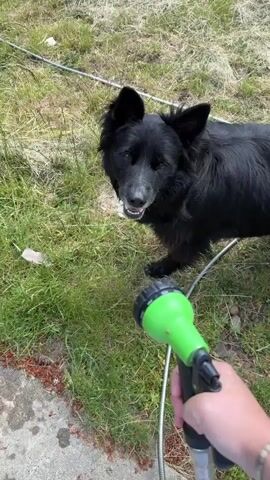 A black dog with pointed ears stands on green grass. A person's hand holds a green and black hose nozzle, spraying water. The dog barks and shakes its head, with water spraying onto its face. The dog then shakes its head again and pants with its tongue hanging out.