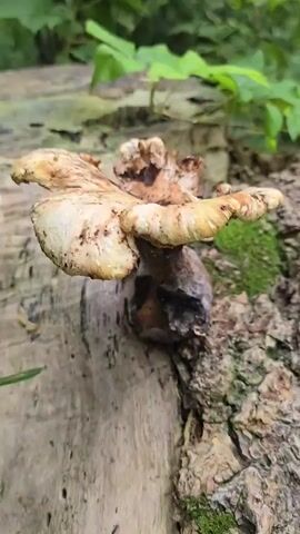 A close-up, slightly shaky video shows a shelf mushroom growing on a fallen log. The mushroom has a light brown cap with dark brown speckles. The cap is irregular in shape and appears to be peeling in some areas. The stem is thick and dark brown, with some black discoloration at the base. The mushroom is attached to the side of a weathered, grey log that is covered in patches of green moss. The background is a blur of green foliage.