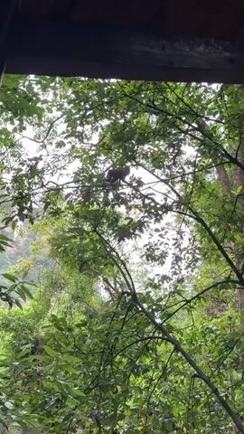 The video shows a monkey walking on a tree branch. The monkey is brown and has a long tail. The trees have green leaves and are densely packed together. The sky is bright white, possibly overcast. The video is framed by a wooden structure, suggesting it's being filmed from inside a building or covered area.