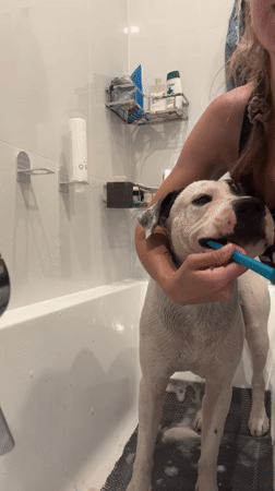 White dog gets a teeth-brushing session in the bathtub
