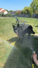 Dog receives garden hose bath in sunny French backyard