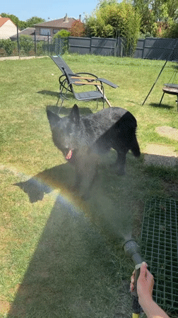Dog receives garden hose bath in sunny French backyard