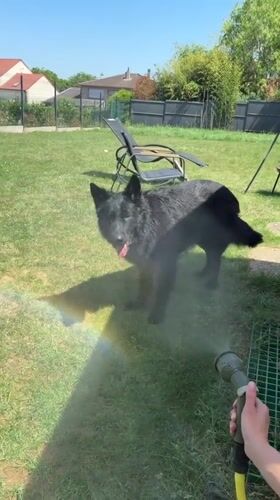 Dog receives garden hose bath in sunny French backyard