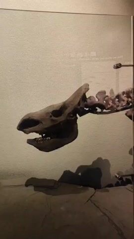 The video shows a skeleton of a large extinct animal, likely a mammal, on display in a museum. The skeleton is encased in a glass enclosure. The camera pans across the skeleton, focusing on the skull, rib cage, and hind legs. The lighting is dim, and shadows are cast on the wall behind the display. Text in Chinese and English is visible on the wall behind the skeleton, likely providing information about the exhibit. The overall impression is that of a museum exhibit showcasing paleontology.