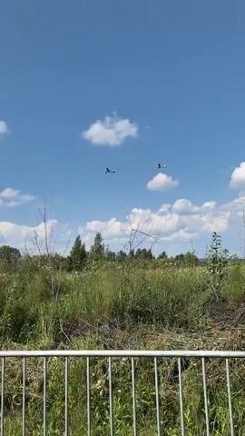 Two gliders are visible in the sky, soaring against a backdrop of a blue sky with scattered white clouds. Below the gliders, a dense field of green grass and vegetation stretches across the landscape. In the foreground, a metal fence is present, partially obscuring the view of the vegetation. The overall scene depicts a bright, sunny day in a rural or natural setting.