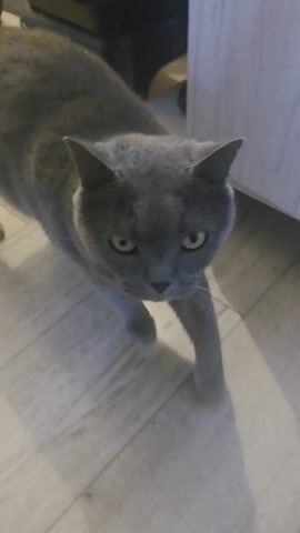 A short video shows a grey cat being petted by a hand with light pink nail polish. The cat is standing on a light-colored wood floor. The person moves their hand along the cat’s head and back.