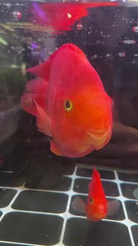 A video shows several red parrot cichlid fish swimming in an aquarium. The fish are bright red and have round bodies and distinctive beaks. The aquarium has a black grid bottom and is filled with water. In the foreground, a large parrot cichlid is swimming towards the camera, while a smaller one swims below it. Other red fish can be seen swimming in the background. The water appears clear and there are some bubbles visible, possibly from an aeration system. The lighting is somewhat dim, highlighting the vibrant red color of the fish.