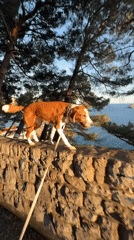 Dog walks leashed along cliff wall in Montenegro coastal town
