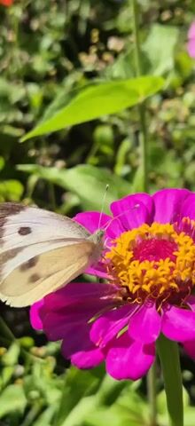 A butterfly with white and yellow wings, dotted with black spots, is perched on a vibrant pink flower with a yellow center. The butterfly's antennae are extended, and it appears to be feeding. The background is softly blurred, showing green foliage. The lighting suggests it is a sunny day.