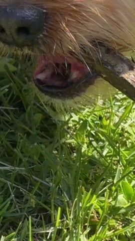 A small, light-brown dog is chewing on a small stick in a grassy area with yellow dandelions. The dog is lying down with its head close to the stick, then it raises its head and opens its mouth to bark.