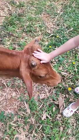 The video shows a person's hand gently petting the head of a brown calf. The calf is standing in a grassy area with some fallen leaves and twigs on the ground. The calf then turns and walks away from the camera, revealing its hindquarters and tail. The calf is a light brown color and has small horns. The environment appears to be a rural setting, possibly a farm or a pasture, with a wooden fence visible in the background. There are also some yellow wildflowers scattered throughout the grass.